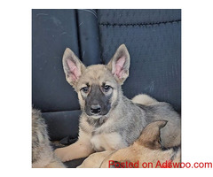 Belgian Shepherd Dog (Malinois) for sale