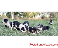 Australian Cattle Dog FOR SALE