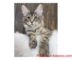 Healthy Maine Coon Kittens For adoption and Rehoming