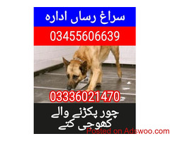 Army dog center Okara 03008751871