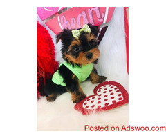 Gorgeous and adorable Teacup Yorkie Puppies for loving home