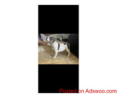 American Bully for sale