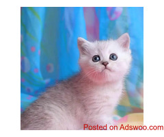 Munchkin Cats for Sale At Munchkinkitten4homes
