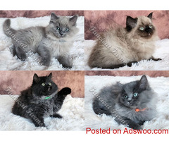 Ragdoll Cats For Sale