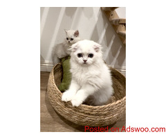 Scottish Fold  FOR SALE