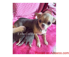 Chihuahua Puppies