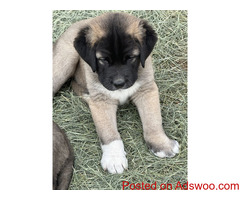 Anatolian Shepherd
