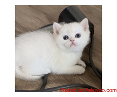 British Shorthair Cats For Sale