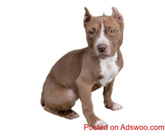 American Bulldog Puppies For Sale