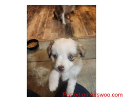 Australian Shepherd Puppies For Sale