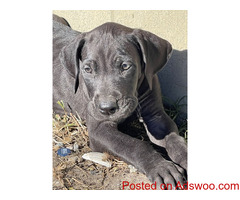 Great Dane Puppies For Sale