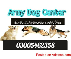 Army dog center lahore 03005462358