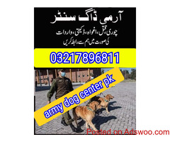 Army dog center faisalabad 03217896811//03017735103