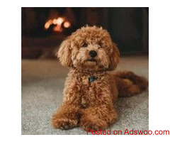 Fido’s Holiday Gift Guide - Veterinary Clinic in Hobe Sound, FL