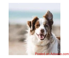 Teaching Your Pet To Use Talking Paw Buttons - Vet in Jupiter Island, FL