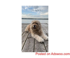 Pet of the Month: Daisy - Veterinarian in Markham, ON