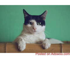 Tips For Keeping Your Cat Out Of The Tree - Veterinarian in Brookville, PA