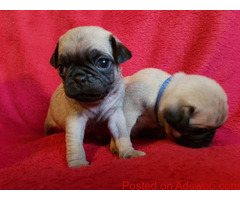 Pug Puppies For Sale