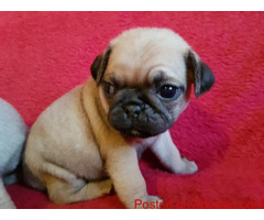 Pug Puppies For Sale