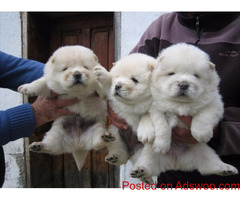 Chow Chow Puppies