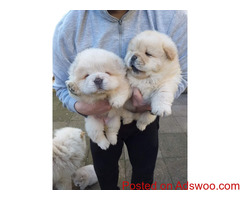 Chow Chow Puppies