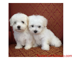 Maltese Puppies