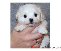 Maltese Puppies
