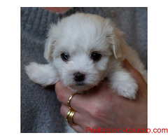 Maltese Puppies