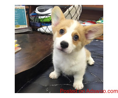 Pembroke Welsh Corgi Puppies