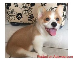 Pembroke Welsh Corgi Puppies