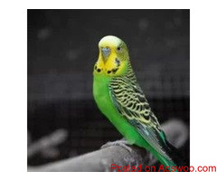 Adopting A Rescued Bird - Veterinarian in St. Cloud, MN