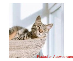 How to Keep the Holidays Stress-Free for Your Cat - Veterinarians in Sauk Rapids, MN