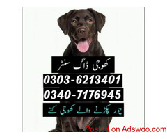 Army Dog Center kasur #03036213401
