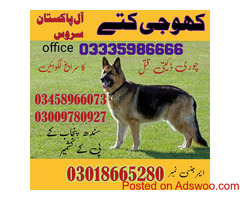 Army Dog Center Haripur | (#03009195279) #finderdogs