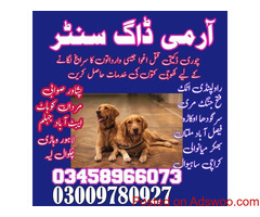 Army dog center Wah cantt | #03458966073 | #Sniffersdogs