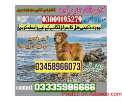 Army dog center Wah cantt | #03458966073 | #Sniffersdogs