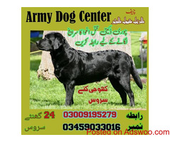 Army dog center Wah cantt | #03458966073 | #Sniffersdogs