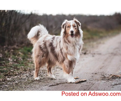 Focus On The Australian Shepherd - Veterinary Clinic in Westminster, MD