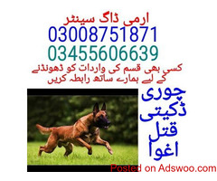 Army dog center Rawalpindi 03132629100