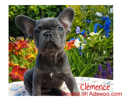AKC French bulldog puppies Merle and Blue for Xmas