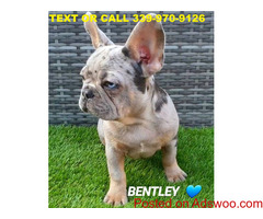 AKC French bulldog puppies Merle and Blue for Xmas