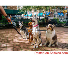 A Guide to Effective Dog Training - Veterinarian in Greater Cincinnati