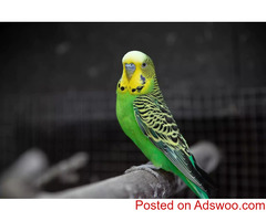 Holidays With Birds - Vet Clinic in Greater Cincinnati