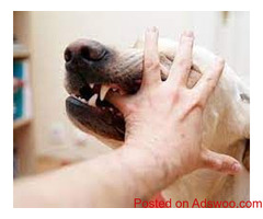 Animal Attack Lawyer Queens Palm Desert