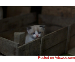 Tips for Adopting a Barn Cat - Veterinarian in Clarkesville, GA