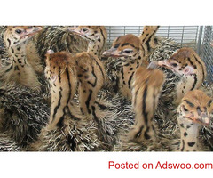 Healthy ostrich chicks  and eggs for sale