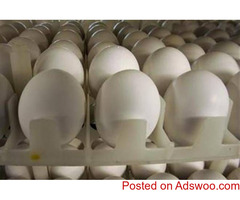 Healthy ostrich chicks  and eggs for sale