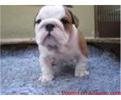 Healthy English Bulldog puppies