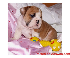 Healthy English Bulldog puppies