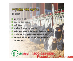 Best Corn Silage